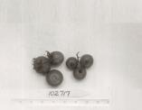 Click for 1 image(s) for this accession. FRUIT